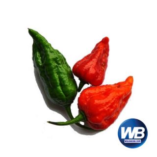 Bombay Chili 2 pcs