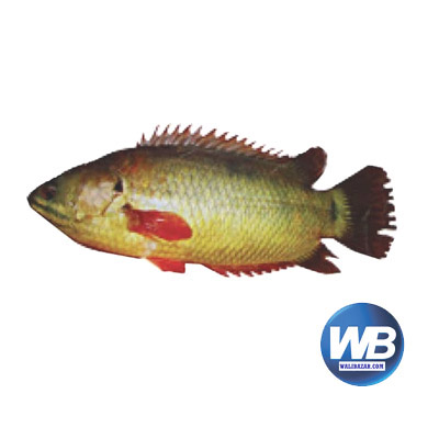 Koi Fish (After Cutting Net Weight ± 50 gm) 600 gm