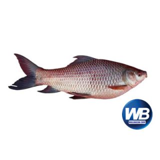 Rui Fish (Net Weight ± 30 gm) 650 gm 1019204