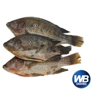Telapia Fish 4/5 pcs (Net Weight After Cutting ± 50 gm) 1 KG