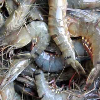 Prawn (Chaka Chingri) DESHY 500 gm