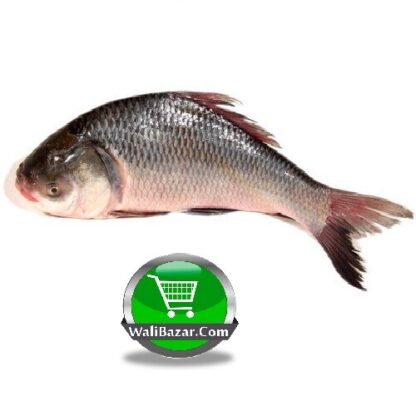 Catla (Katla) Fish After Cutting (Net Weight ± 50 gm) 1.8 kg