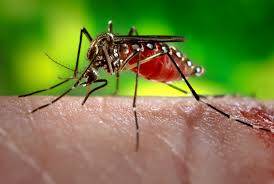 The mosquito should be spread in Dhaka, Bangladesh
