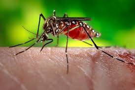 The mosquito should be spread in Dhaka, Bangladesh